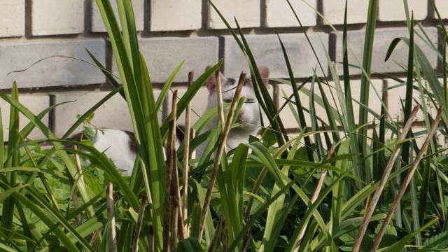 Котэ в траве у дома 35 по улице 3-я Пятилетка в
городе Гороховце Владимирской области