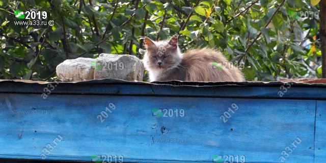 2019 котэ на
крышно-сарайном солярии рядом с домом 6 на улице Луначарского в городе Гороховце Владимирской области