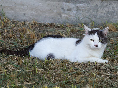 Грустное котэ без левой передней лапы