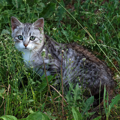 Тюрьвищское котэ в густой траве