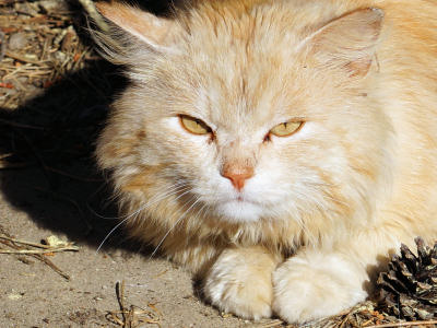 Рыжее котэ с жёлтыми глазами