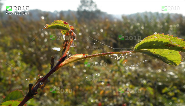 �������� ����� �������� ����