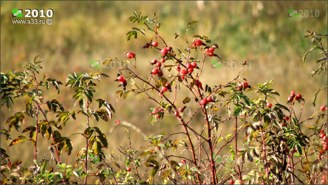 ���������� ����� ������ ��������� � �������