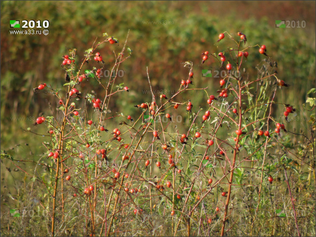 ����� �������� �� ������ ����� ����������