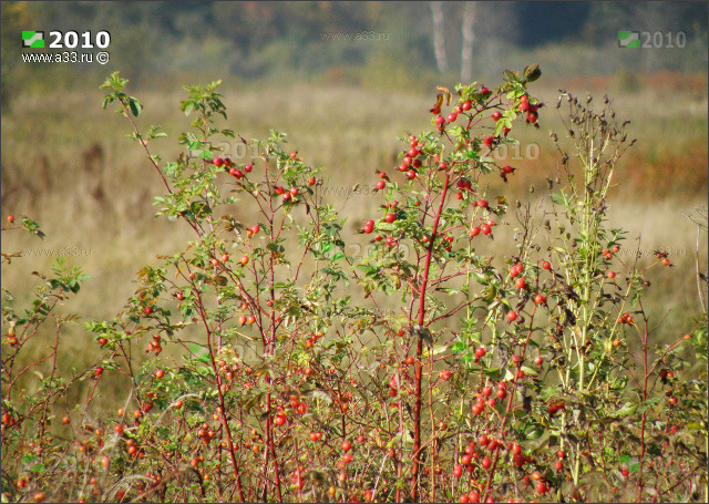 �������� ����� ������ � ��������