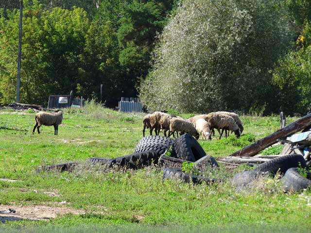 2025 фермерские овечки деревня Байгуши Судогодского района Владимирской области