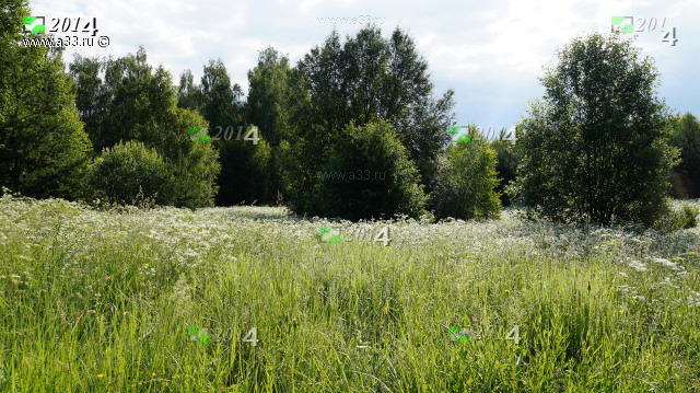 Дикие лесные заросли на окраинах Перемилово 2014 Юрьев-Польский район Владимирская область