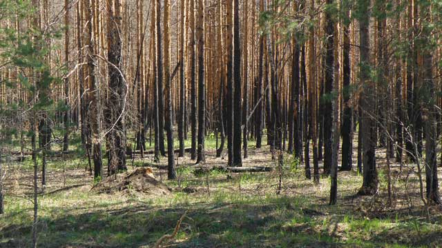 2011 в лесах вокруг деревни Глушицы следы низовых пожаров 2010 года Новоклязьминское сельское поселение Южского района Ивановской области