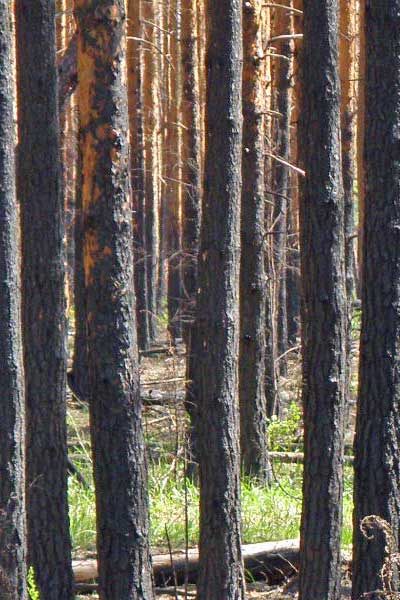 обгорелые стволы сосен